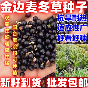 金边麦冬草种子金边麦冬草种籽观赏绿植更具观赏性批发论斤卖四季