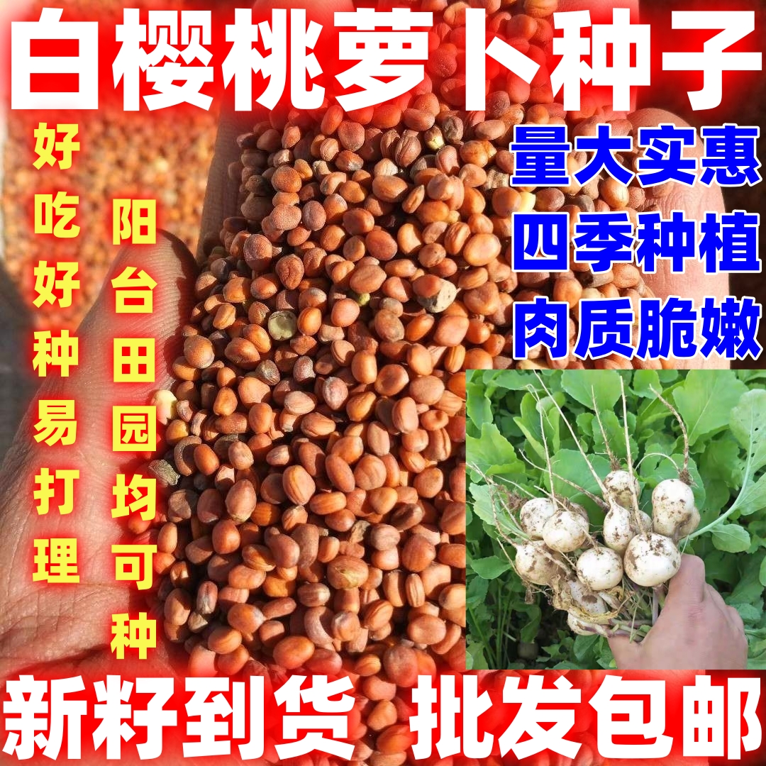 白樱桃萝卜种籽白樱桃萝卜种子散装批发论斤卖庭院田园种植萝卜籽