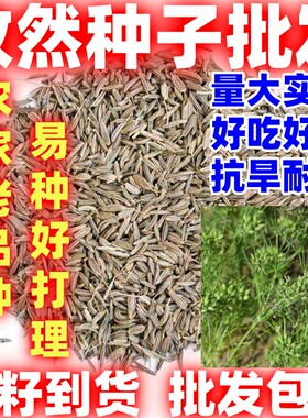 孜然种子简单易种耐寒耐热香料种子调料种子孜然烧烤做菜阳台容易