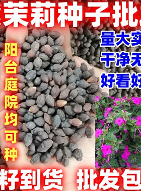 紫茉莉花种子混色茉莉花地雷花种子简单易种盆栽五彩香茉莉花种子