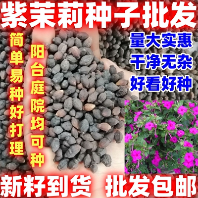 紫茉莉花种子混色茉莉花地雷花种子简单易种盆栽五彩香茉莉花种子