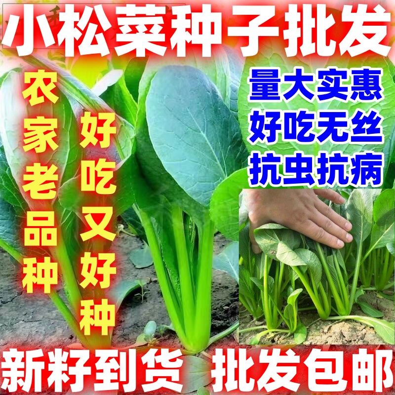 小松菜种子小松菜种籽耐热小松菜种子甜脆速生青梗菜好吃蔬菜种图片