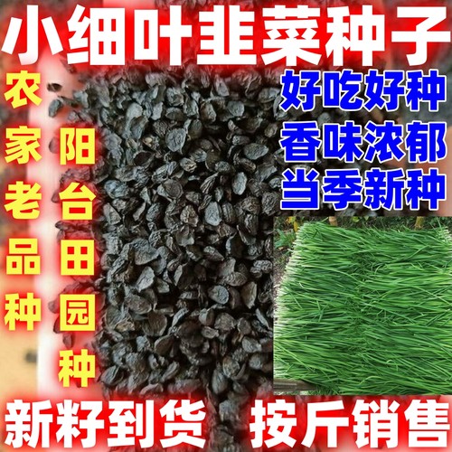 香韭菜种籽小细叶农家老品种香味浓郁生长四季播盆栽种孑蔬菜种子