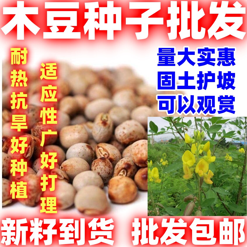 木豆种子豆蓉观音豆树豆柳豆绿化好种护坡灌木种籽多年生绿化固土