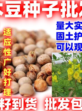 木豆种子豆蓉观音豆树豆柳豆绿化好种护坡灌木种籽多年生绿化固土