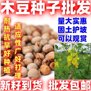 木豆种子豆蓉观音豆树豆柳豆绿化好种护坡灌木种籽多年生绿化固土