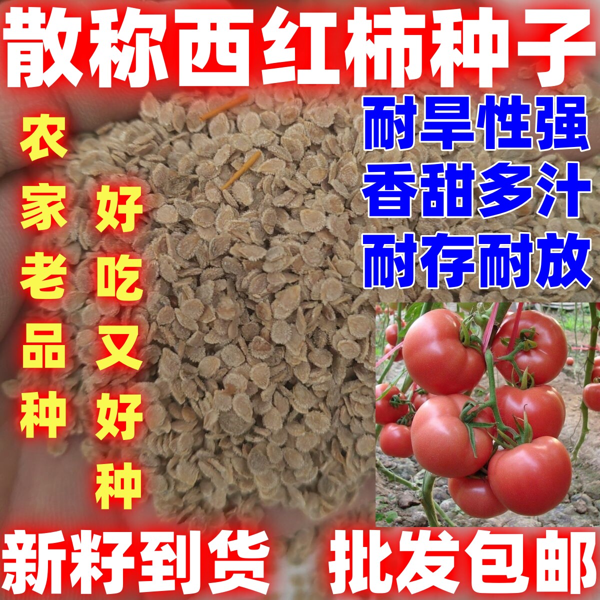 散装西红柿种子大番茄种子四季播种蔬菜种子果实香甜西红柿种子