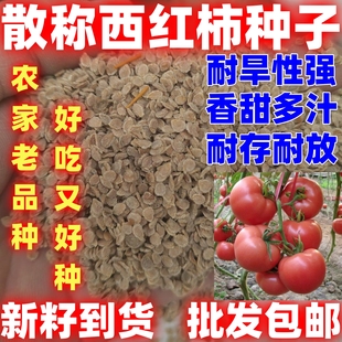 散装西红柿种子大番茄种子四季播种蔬菜种子果实香甜西红柿种子