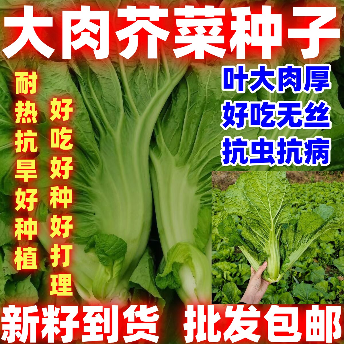 大肉芥菜好吃超大芥菜籽秋冬四季芥菜大田农家腌制酸菜蔬菜好种