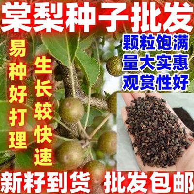 棠梨种子海棠梨野生杜梨籽散装观花果树苗木季林木种子当季新籽