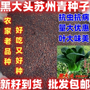 矮脚黑大头苏州青小油菜种子大黑叶蔬菜籽四季 易种植蔬菜种子四季