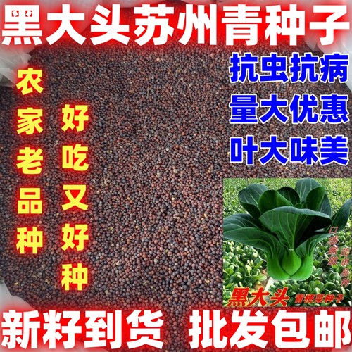 矮脚黑大头苏州青小油菜种子大黑叶蔬菜籽四季易种植蔬菜种子四季