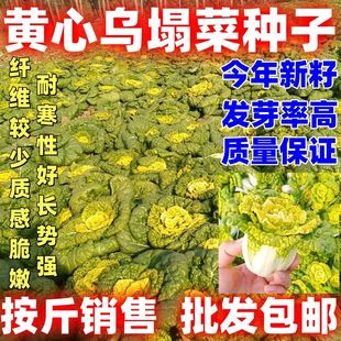 黄心乌塌菜种子农家老品种论斤销售耐寒蔬菜种子纤维少新籽