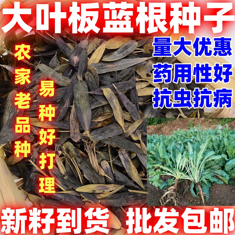 大叶板蓝根种籽大叶板蓝根种子庭院田园蔬菜种子盆栽阳台种植散装