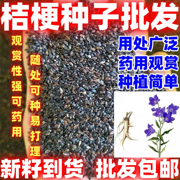 庭院田园中药材种籽桔梗种子桔梗种籽中药材种籽四季种植论斤卖