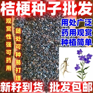 庭院田园中药材种籽桔梗种子桔梗种籽中药材种籽四季种植论斤卖