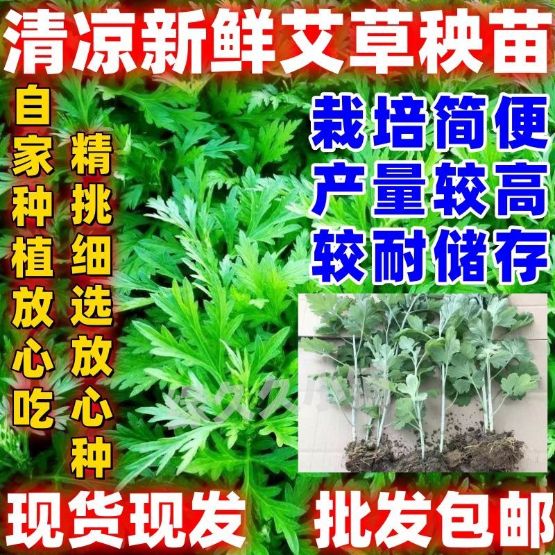 新鲜艾草秧苗苗野生食用艾草艾叶蔬菜种子/种苗