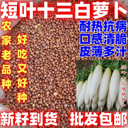 早萝卜短叶十三号早熟耐高温耐湿白萝卜种籽田园四季播蔬菜种孑