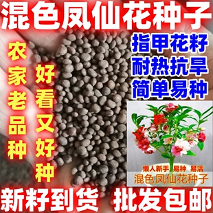 混色凤仙花种子多色可染指甲花种子七彩小凤仙简单易种盆栽花种籽