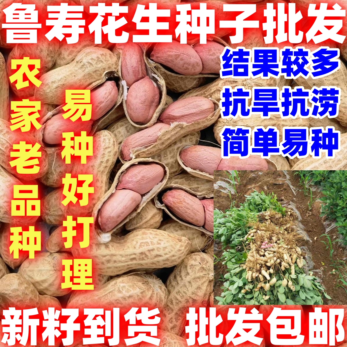鲁寿花生花生种子带壳花生简单易种花生米花生芽抗病抗虫粒大