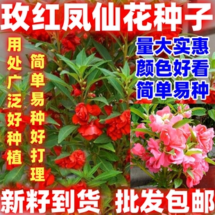 玫红凤仙花种子染指甲花种子七彩小凤仙四季庭院盆栽花种好看好种