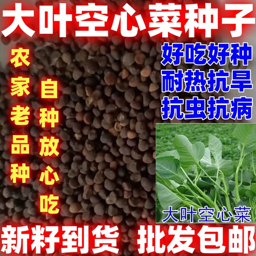 大叶空心菜种籽论斤卖包邮多茬采收田园庭院蔬菜种大叶空心菜种子