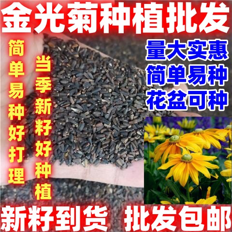 金光菊种子金光菊种籽多年生室外耐寒花卉种春秋播种盆栽四季易活图片