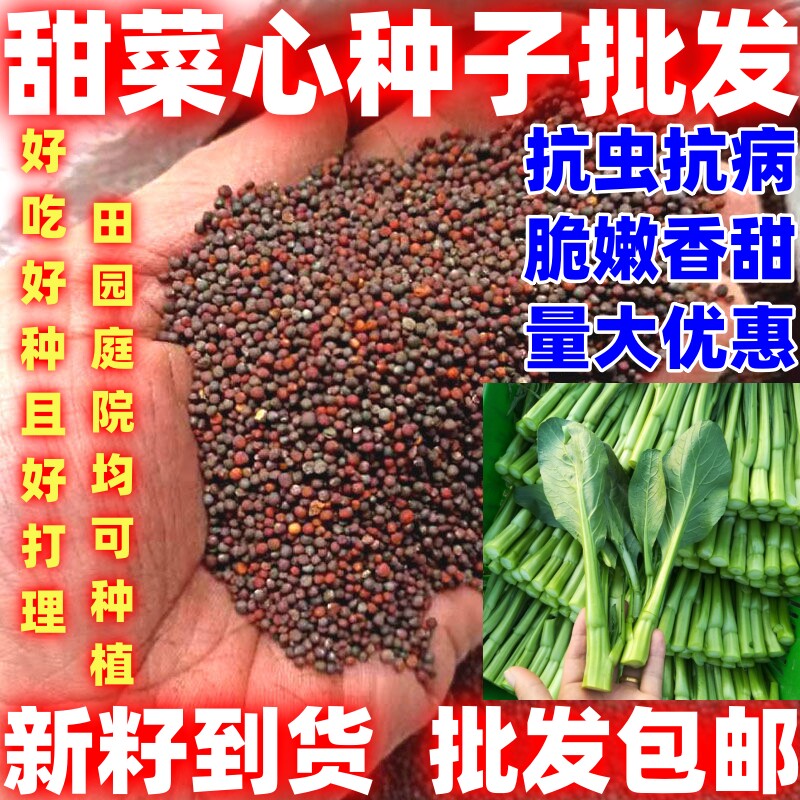甜菜心种子批发包邮按斤销售四季种植甜菜心种籽早成熟甜菜苔种