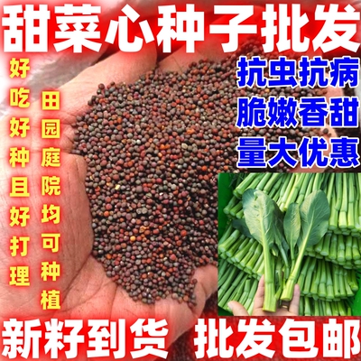 甜菜心种子批发包邮按斤销售四季种植甜菜心种籽早成熟甜菜苔种
