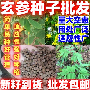 当季新籽玄参种适应性广种子玄参种玄参种植可以食用块茎简单易种