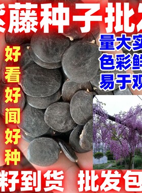 当季新籽紫藤种子多花紫藤种子盆栽紫藤树种爬藤植物花种子简单
