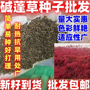 碱蓬草种子盐地碱蓬简单易种沙地荒地耐盐碱治理护坡红色翅碱蓬