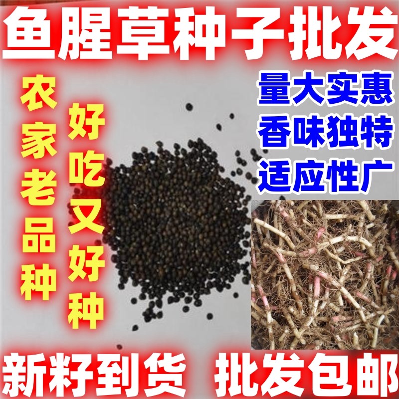 野生鱼腥草种子好吃四川易种新鲜折耳根苗家庭园艺四季盆栽易种