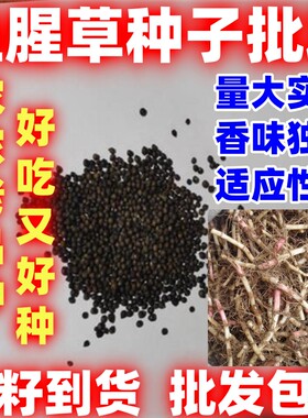 野生鱼腥草种子好吃四川易种新鲜折耳根苗家庭园艺四季盆栽易种