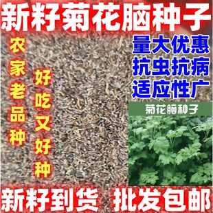 菊花脑种子菊花脑种籽清热解暑好吃野菜种子菊花脑种子批发蔬菜籽