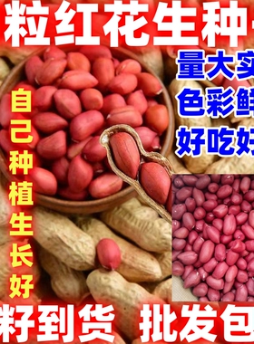 简单易种红皮衣生花生米生花生带壳新鲜晒干四粒红衣花生种子