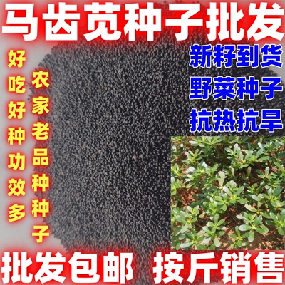 马齿苋种子野菜种籽四季马齿苋种籽长寿菜种子庭院阳台马齿苋种籽