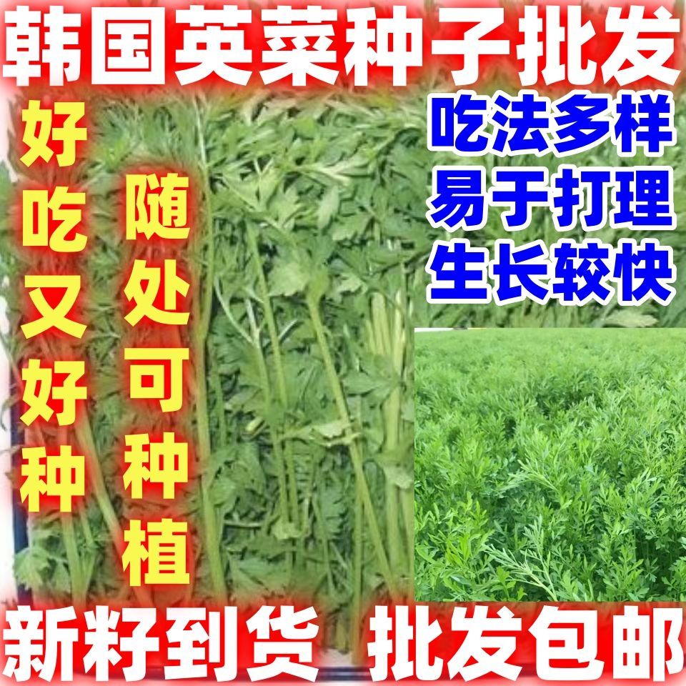 当季新籽韩国英菜种子蔬菜种籽简单易种籽樱菜家庭菜园阳台种子