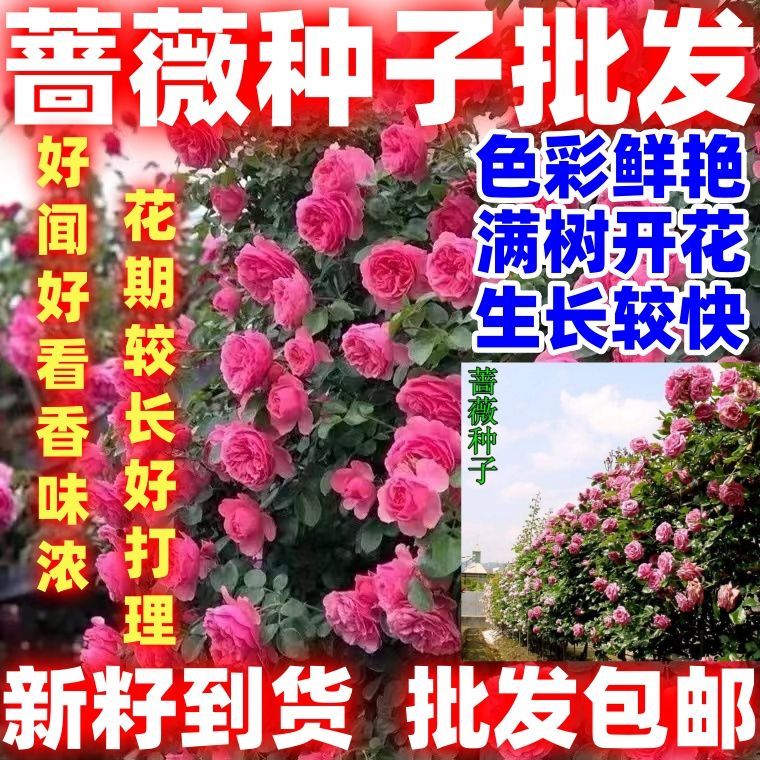 当季新籽蔷薇种子蔷薇嫁接玫瑰藤本大花月季红刺玫玫花种简单易种