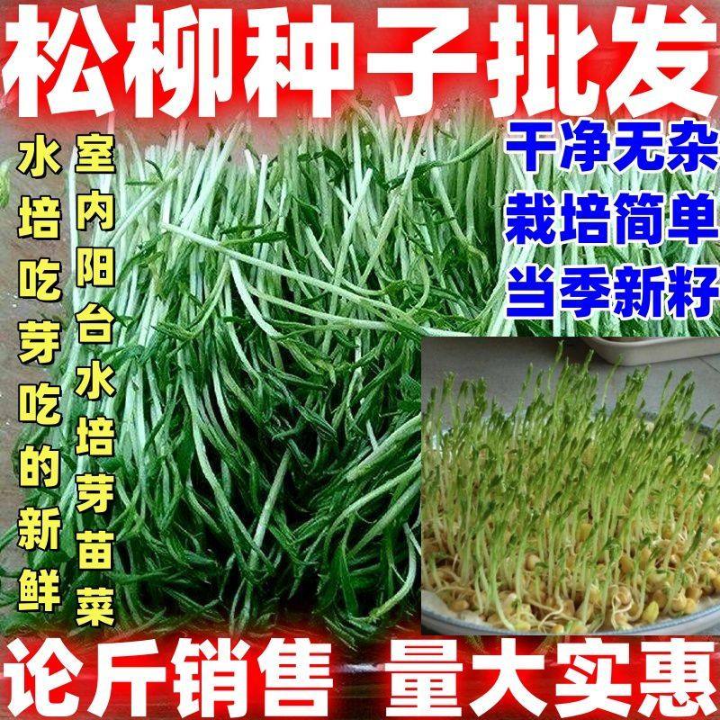 松柳种子松柳种籽芽苗菜种子芽苗菜种籽论斤庭院阳台室内均可种植