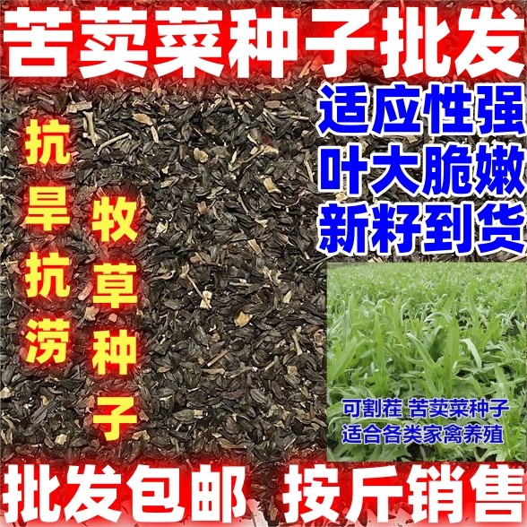苦荬菜牧草种子南方北方多年生四季牧草苦麦菜种子猪牛羊鱼鸡鸭鹅,鲜花速递/花卉仿真/绿植园艺,家庭园艺种子,淘宝优惠券,粉丝福利购,淘宝优惠卷