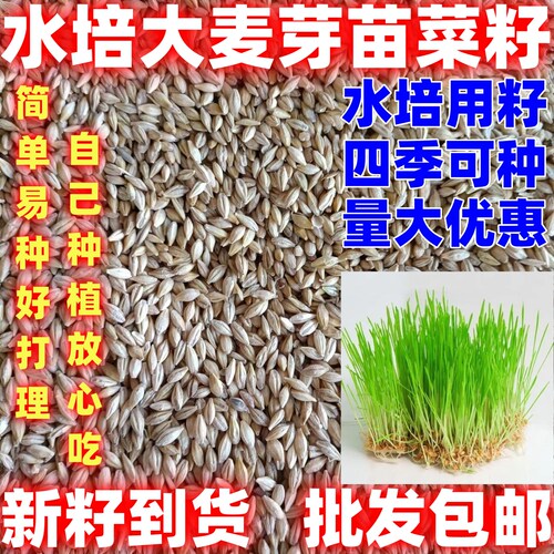 水培大麦芽苗菜种籽可做猫草四季种植简单易种水培大麦芽苗菜种籽