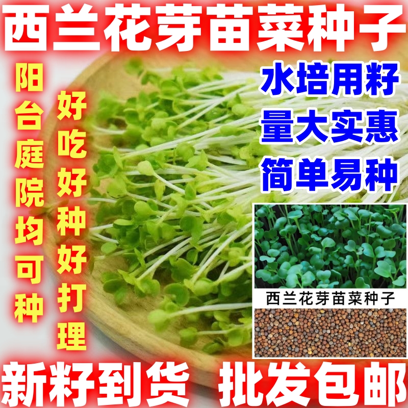 水培西兰花芽苗菜种子四季种植水培西兰花芽苗菜种籽无土栽培蔬菜