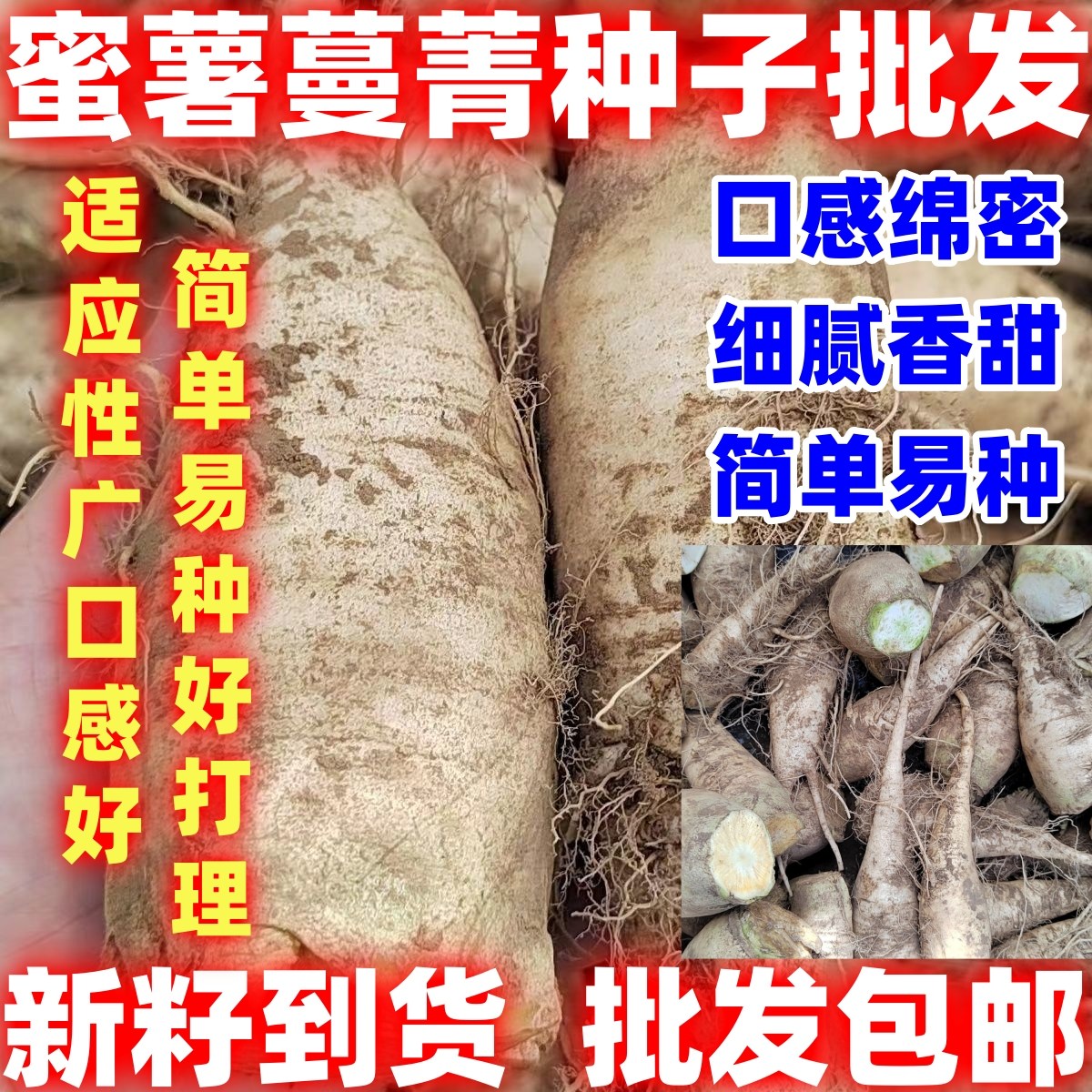 蜜薯蔓菁种子简单易种菁种子绵软细腻白蔓菁种子煮粥甜面好吃好种