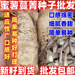 蜜薯蔓菁种子简单易种菁种子绵软细腻白蔓菁种子煮粥甜面好吃好种