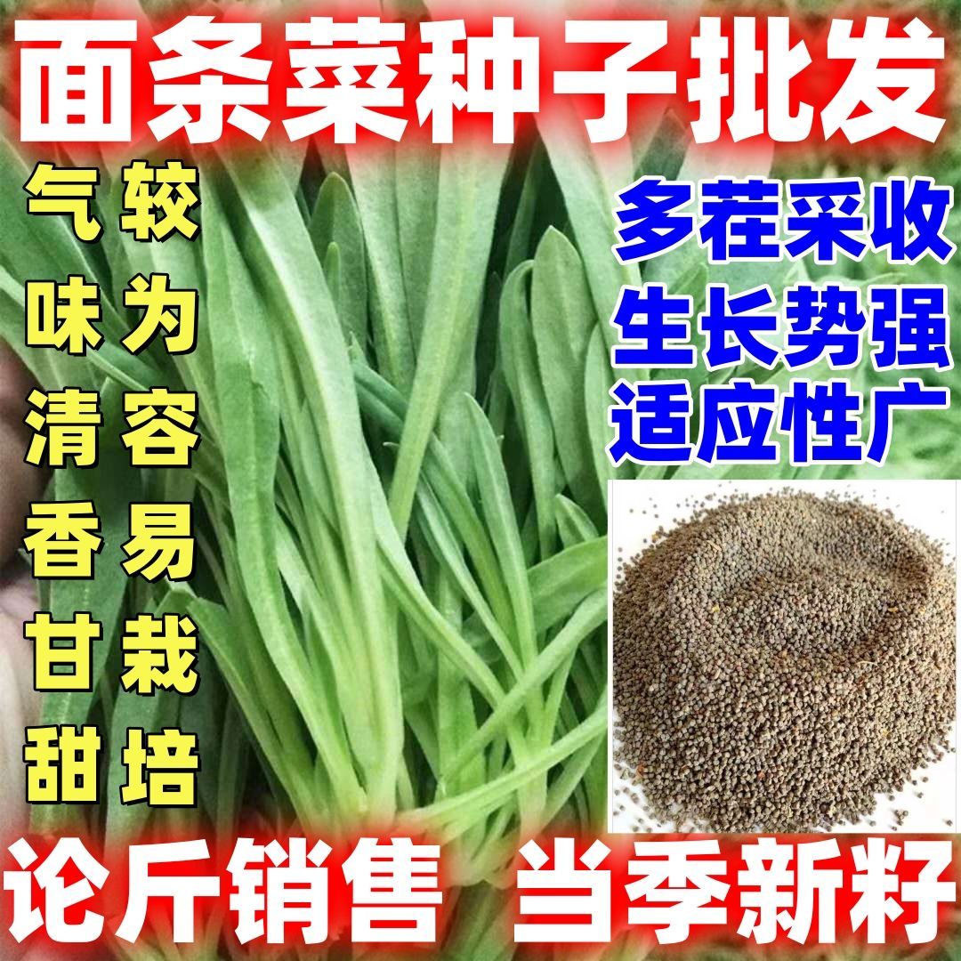 面条菜种子四季种子论斤销售易种四季阳台庭院田地种植蔬菜种子图片