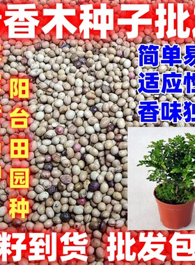 清香木种子清香木种籽散装清香木子新籽到货论斤卖盆栽庭院种植
