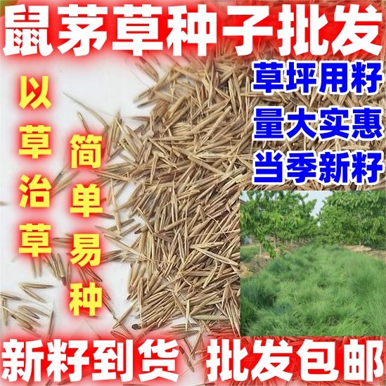 鼠茅草种子树林绿化绿肥绿肥草种鼠茅草种籽果园绿肥鼠茅草种籽