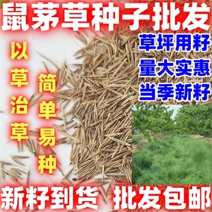 鼠茅草种子树林绿化绿肥绿肥草种鼠茅草种籽果园绿肥鼠茅草种籽