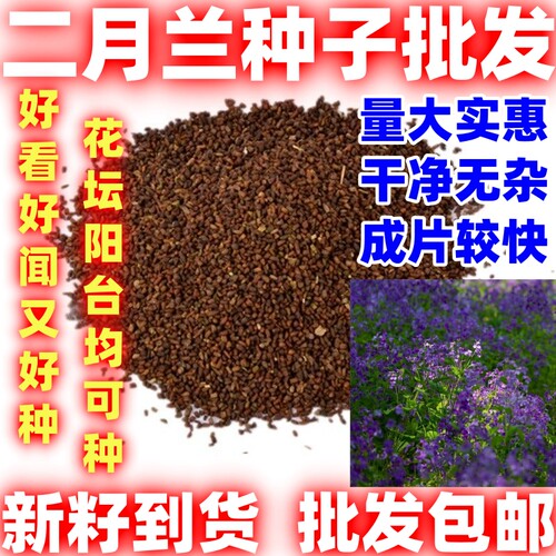 二月兰花种子简单易种子客厅室内花卉盆栽多年生庭院耐寒花卉种子